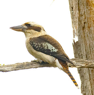Laughing Kookaburra  Australia,Dacelo novaeguineae,Geotagged,Laughing Kookaburra,Winter