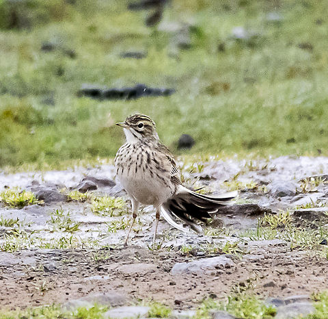 Australasian Pipit A little rain sodden Anthus novaeseelandiae,Australasian pipit,Australia,Geotagged,Winter