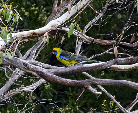 Green rosella  Australia,Geotagged,Green rosella,Platycercus caledonicus,Winter