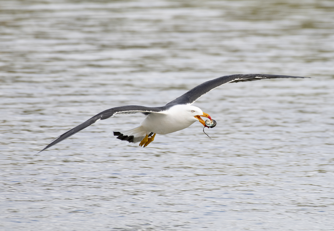Pacific Gull  Australia,Geotagged,Larus pacificus,Pacific Gull,Winter