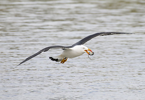 Pacific Gull  Australia,Geotagged,Larus pacificus,Pacific Gull,Winter
