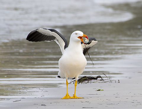Musselling In - Pacific Gull  Australia,Geotagged,Larus pacificus,Pacific Gull,Winter