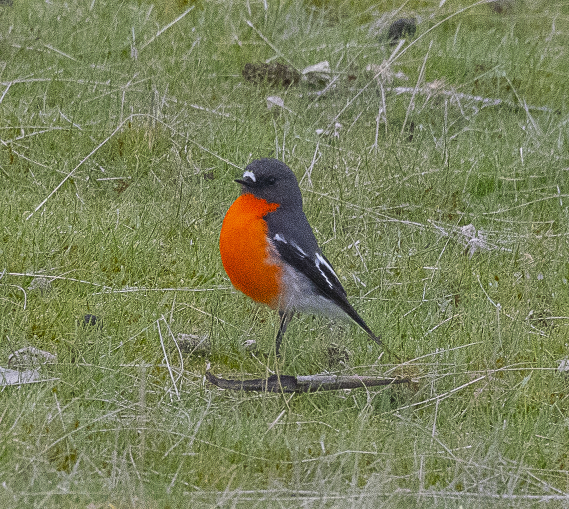 Flame robin  Australia,Flame robin,Geotagged,Petroica phoenicea,Winter