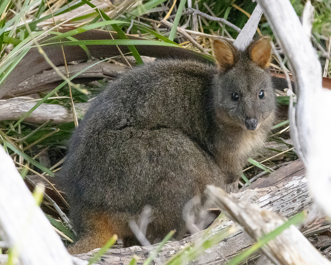 Tasmanian pademelon  Australia,Geotagged,Tasmanian pademelon,Thylogale billardierii,Winter