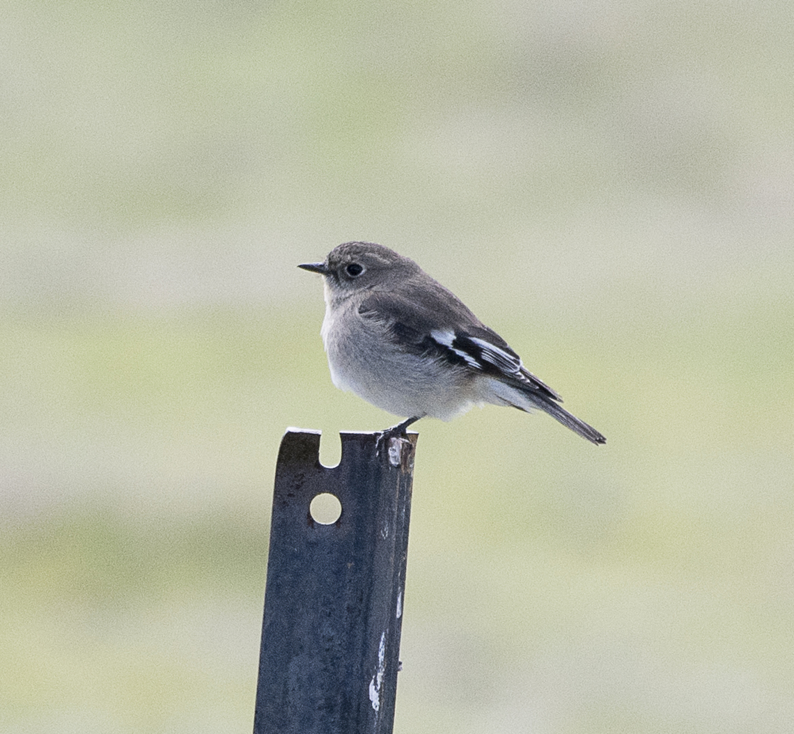 Flame Robin - female  Australia,Flame robin,Geotagged,Petroica phoenicea,Winter