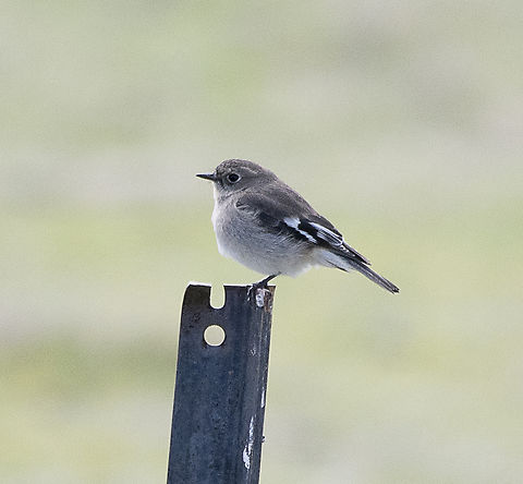 Flame Robin - female  Australia,Flame robin,Geotagged,Petroica phoenicea,Winter