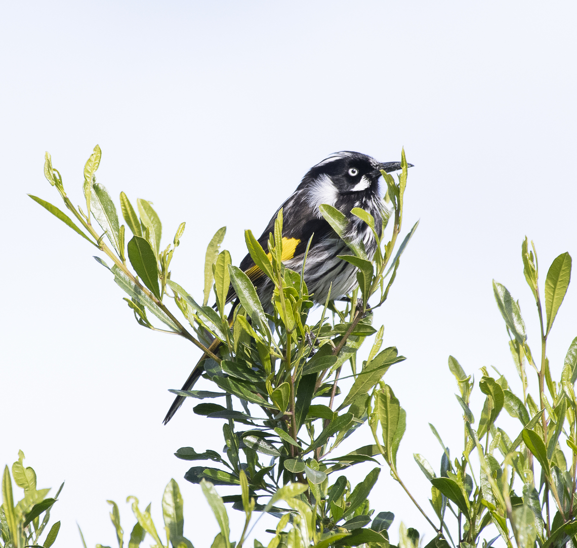 New Holland Honeyeater - Phylidonyris novaehollandiae  Australia,Geotagged,New Holland honeyeater,Phylidonyris novaehollandiae,Winter