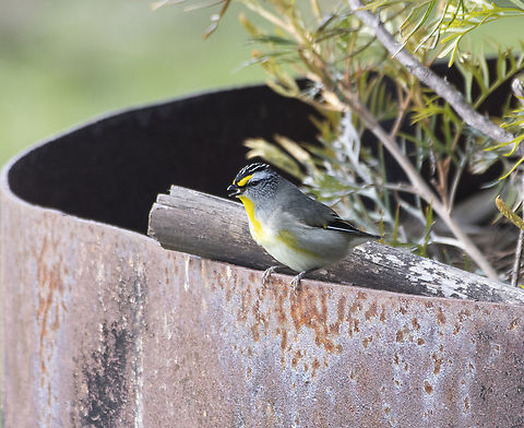 Striated Pardalote - Pardalotus  striatus  Australia,Geotagged,Pardalotus striatus,Striated pardalote,Winter