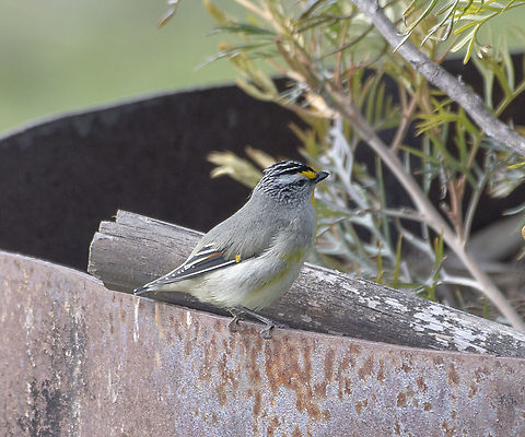 Pardalotus  striatus  Australia,Geotagged,Pardalotus striatus,Striated pardalote,Winter