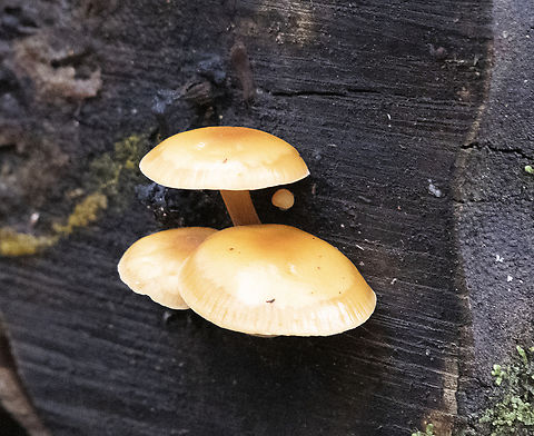 Fungi  Australia,Geotagged,Winter