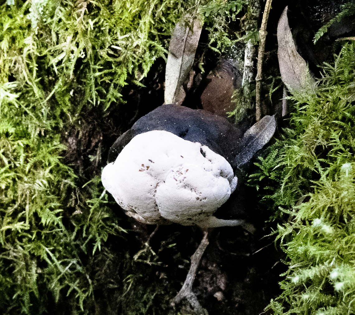 Tree fungus  Australia,Geotagged,Winter
