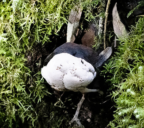 Tree fungus  Australia,Geotagged,Winter