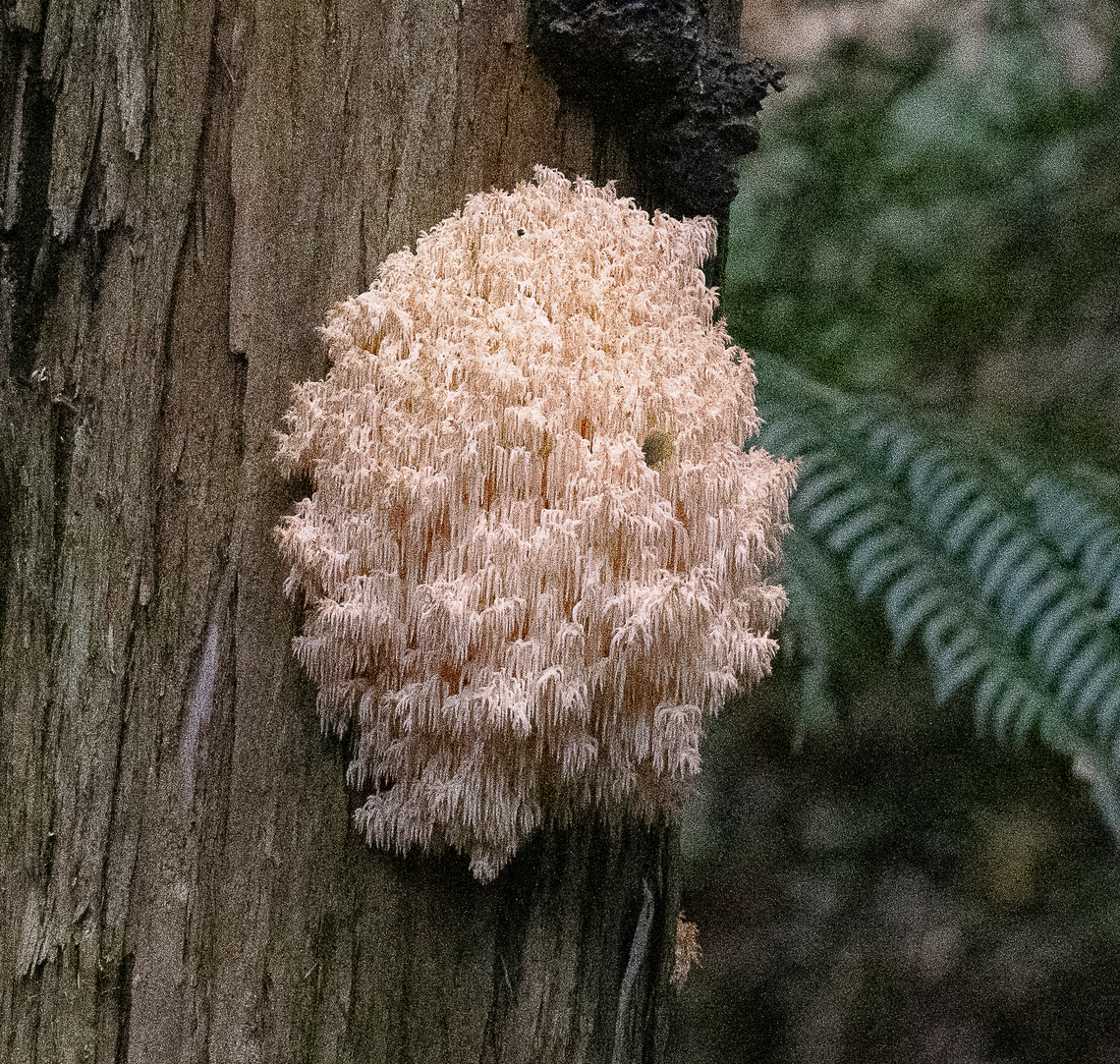 Cascading fungus - Hericium sp  Australia,Coral Tooth Fungus,Geotagged,Hericium coralloides,Winter