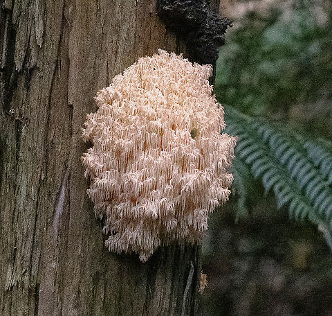 Cascading fungus - Hericium sp  Australia,Coral Tooth Fungus,Geotagged,Hericium coralloides,Winter