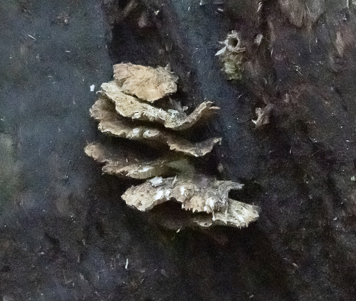 Tree fungus  Australia,Geotagged,Winter