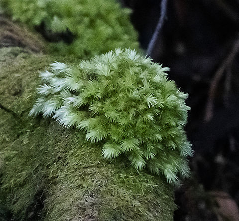 Leucobryum Moss - Leucobryum javense  Australia,Geotagged,Leucobryum albidum,Leucobryum javense,Pin cushion moss,Winter
