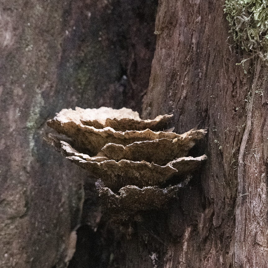 Tree Fungus  Australia,Geotagged,Winter