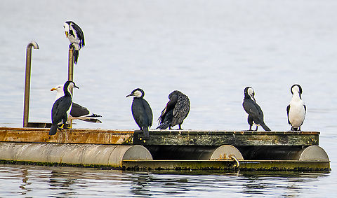 Australian Pied Cormorant With Pacific gull friend Australia,Australian Pied Cormorant,Geotagged,Little Pied Cormorant,Microcarbo melanoleucos,Phalacrocorax varius,Winter