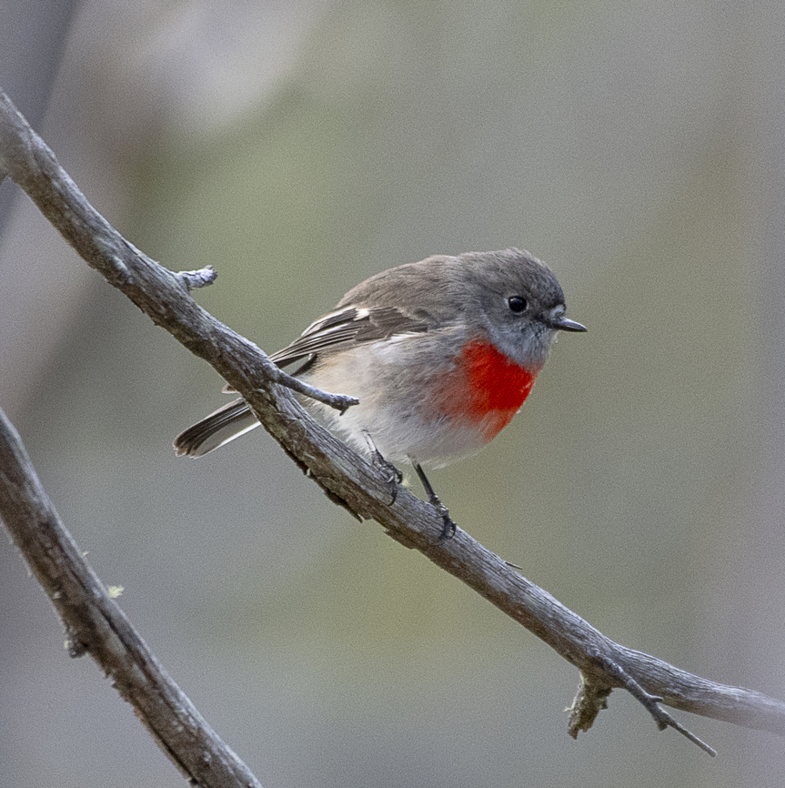 Scarlet Robin  Australia,Geotagged,Petroica boodang,Scarlet Robin,Winter