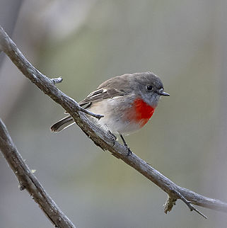 Scarlet Robin  Australia,Geotagged,Petroica boodang,Scarlet Robin,Winter