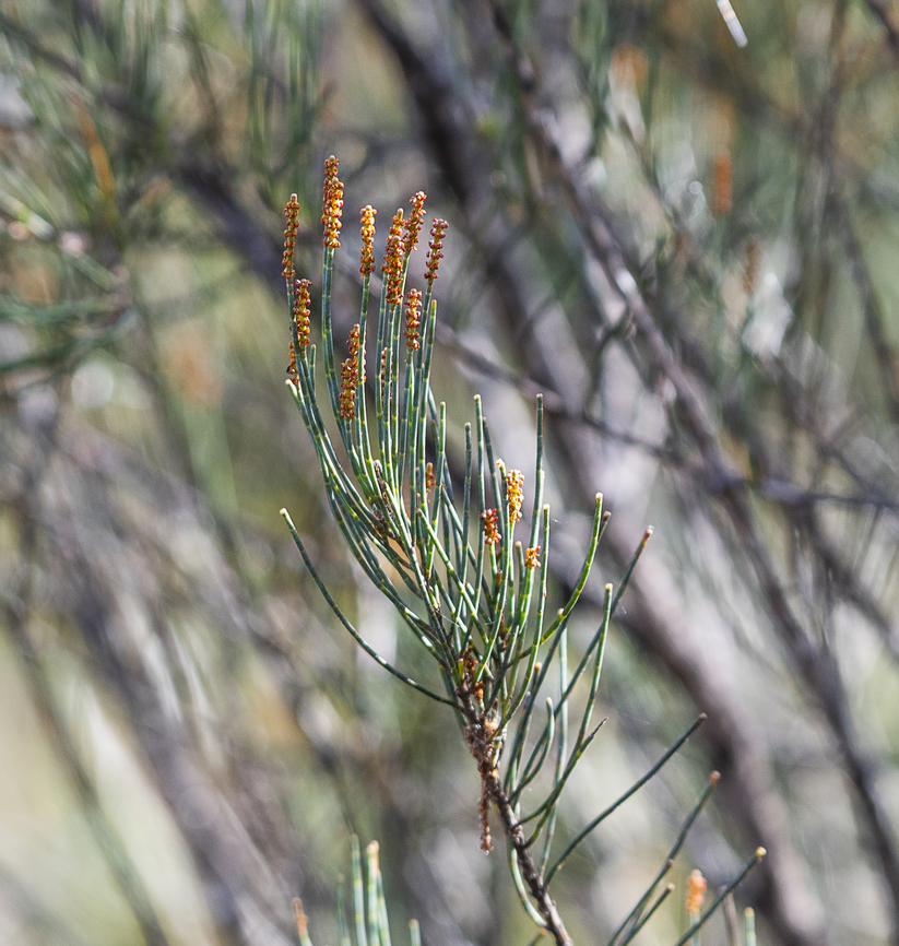 Allocasuarina littoralis  Allocasuarina littoralis,Australia,Geotagged,Winter