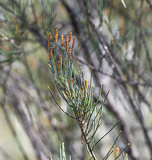 Allocasuarina littoralis  Allocasuarina littoralis,Australia,Geotagged,Winter