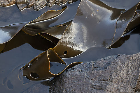 Southern bull kelp  Australia,Australian Bull Kelp,Durvillaea potatorum,Geotagged,Winter