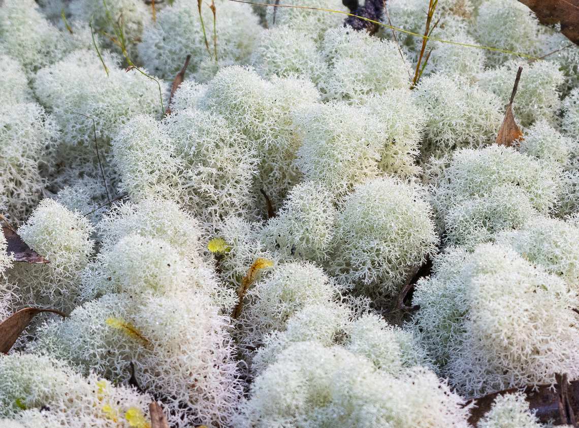 Pixie cup lichen  Australia,Geotagged,Winter