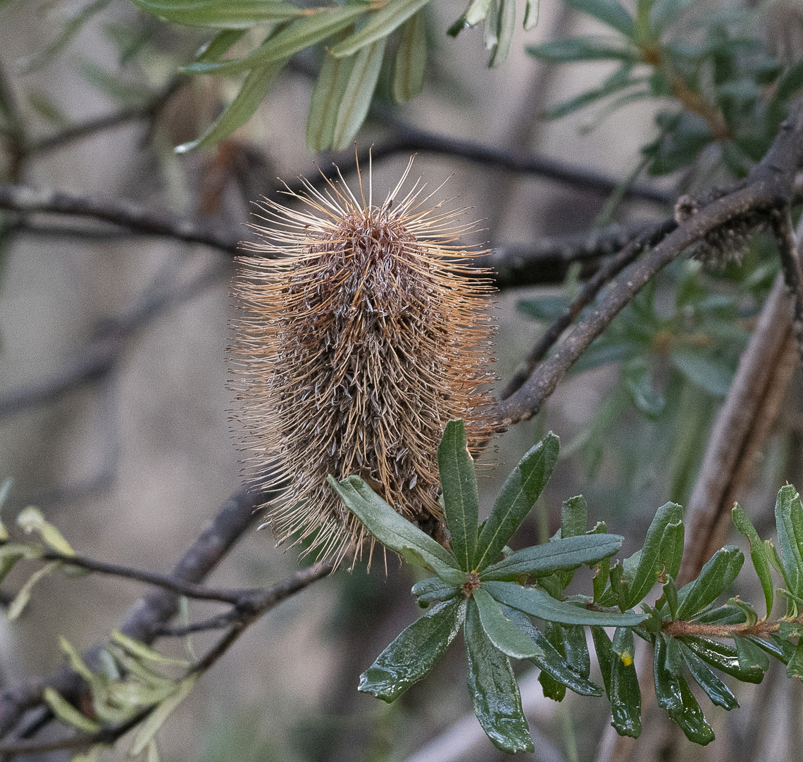 Banksia marginata  Australia,Banksia marginata,Geotagged,Silver Banksia,Winter