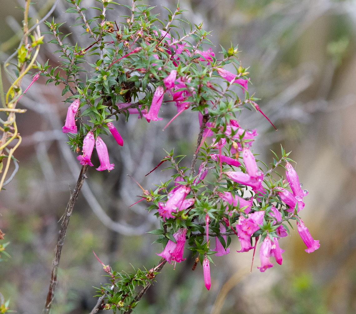 Epacris impressa  Australia,Epacris impressa,Epacris longiflora,Epacris pulchella,Fuchsia heath,Geotagged,Loepacris diaphana,New South Wales Coral Heath,Winter