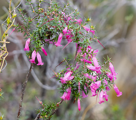 Epacris impressa  Australia,Epacris impressa,Epacris longiflora,Epacris pulchella,Fuchsia heath,Geotagged,Loepacris diaphana,New South Wales Coral Heath,Winter
