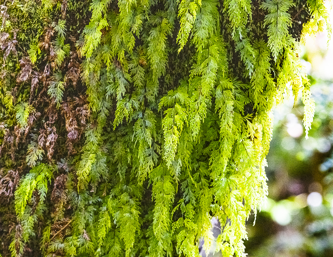 Filmy fern - Hymenophyllum rarum  Australia,Geotagged,Hymenophyllum rarum,Winter