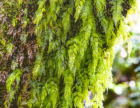Filmy fern - Hymenophyllum rarum  Australia,Geotagged,Hymenophyllum rarum,Winter