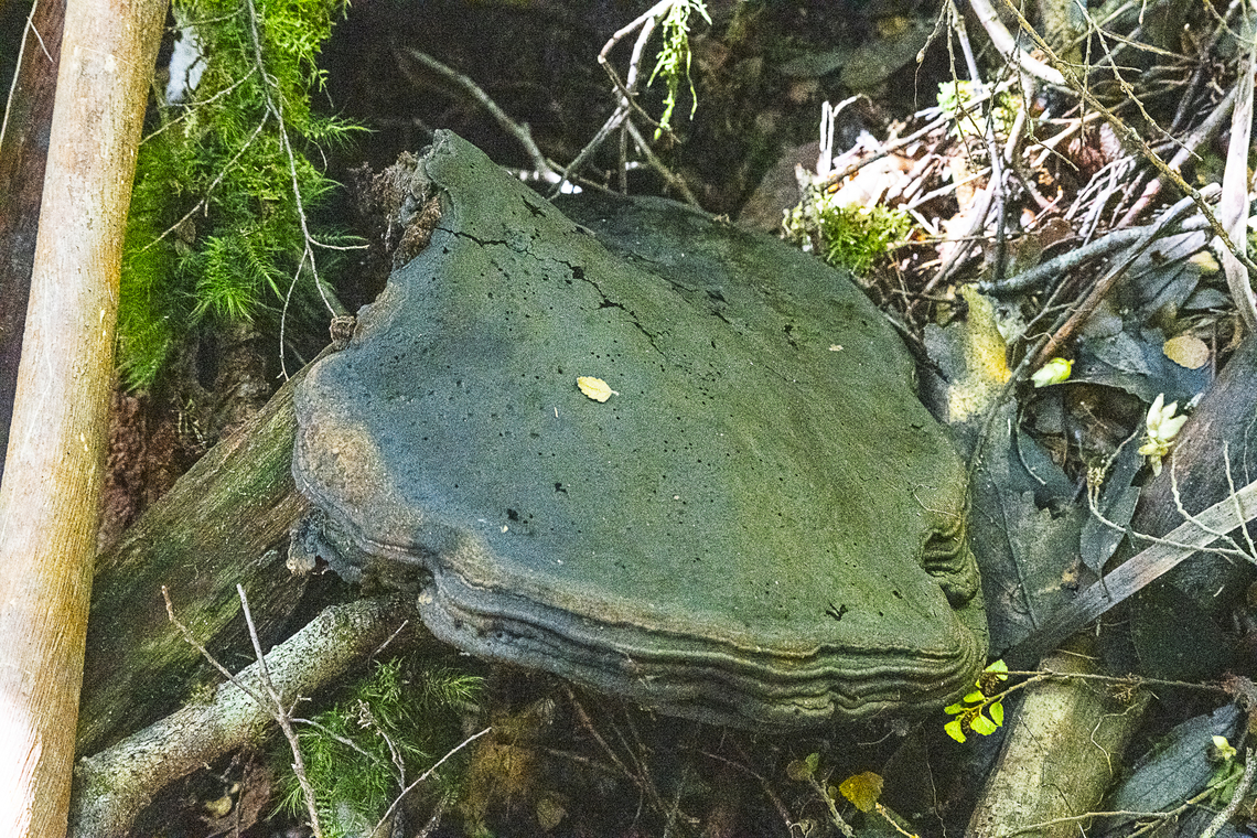 Aged fungus  Australia,Geotagged,Winter