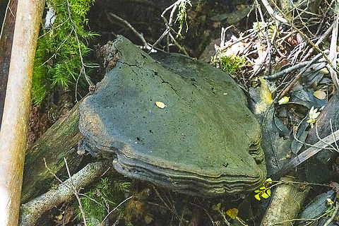 Aged fungus  Australia,Geotagged,Winter