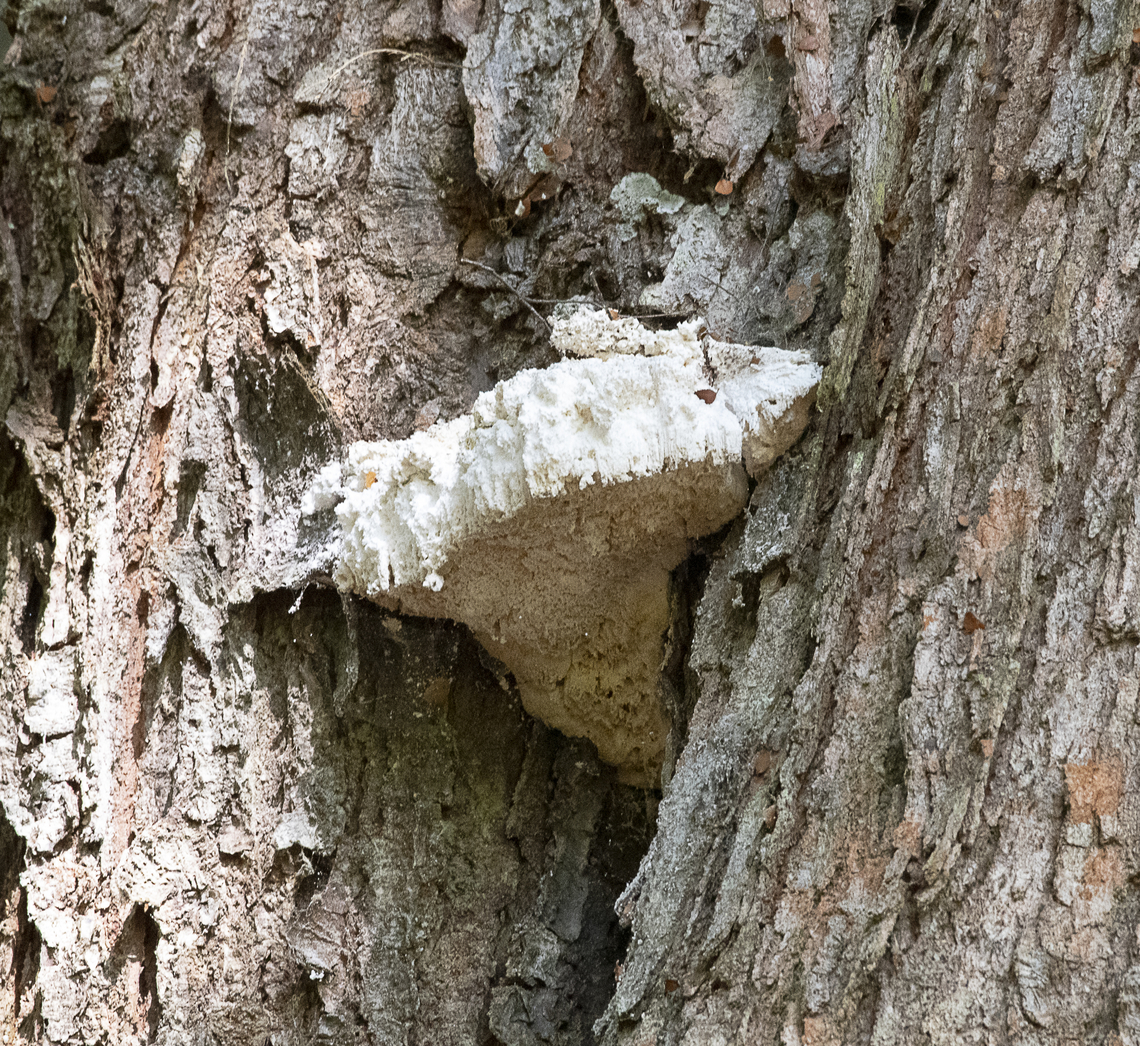 Embedded shelf fungus  Australia,Geotagged,Winter
