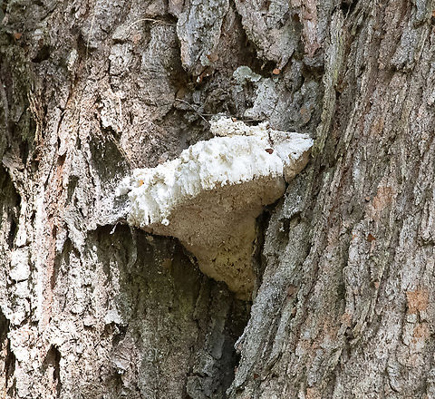 Embedded shelf fungus  Australia,Geotagged,Winter