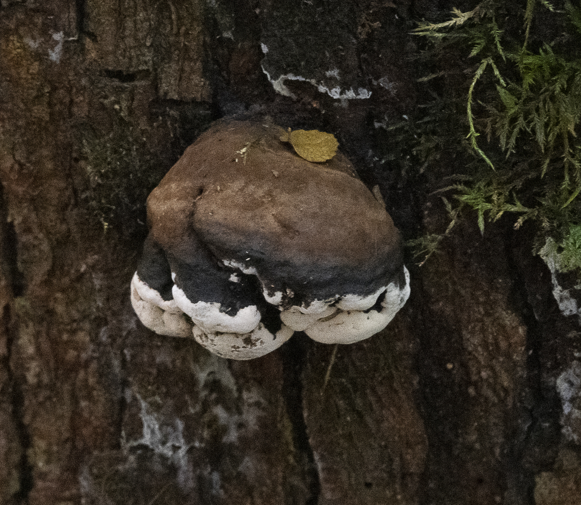 Brown and white - Ganoderma australe  Artist's Fungus,Australia,Fomitopsis ochracea,Ganoderma applanatum,Ganoderma tornatum,Geotagged,Winter