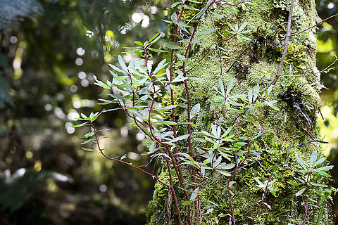 Tasmannia lanceolata - Tasmanian pepper berry  Australia,Geotagged,Tasmannia lanceolata,Winter