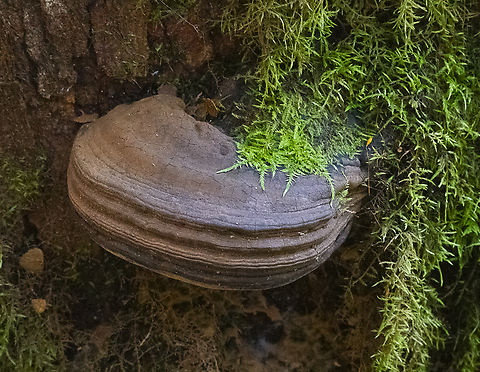 Ganoderma ?  Australia,Ganoderma tornatum,Geotagged,Winter