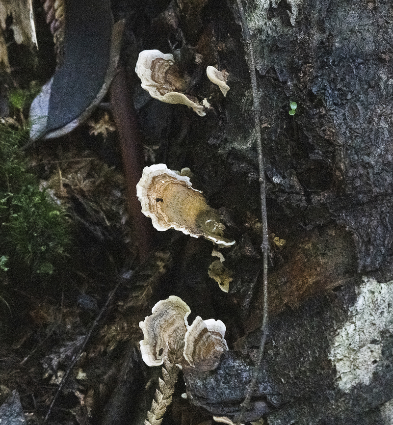 Fungusteers  Australia,Geotagged,Winter