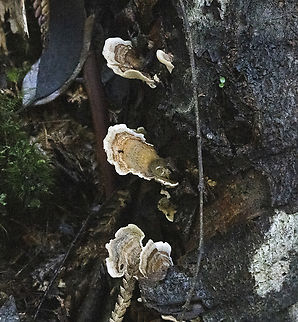 Fungusteers  Australia,Geotagged,Winter