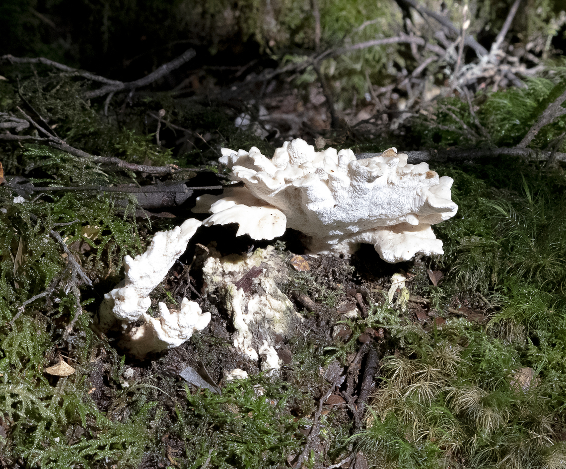 White  Australia,Geotagged,Winter