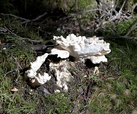 White  Australia,Geotagged,Winter