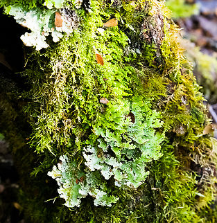 Lush green  Australia,Geotagged,Winter