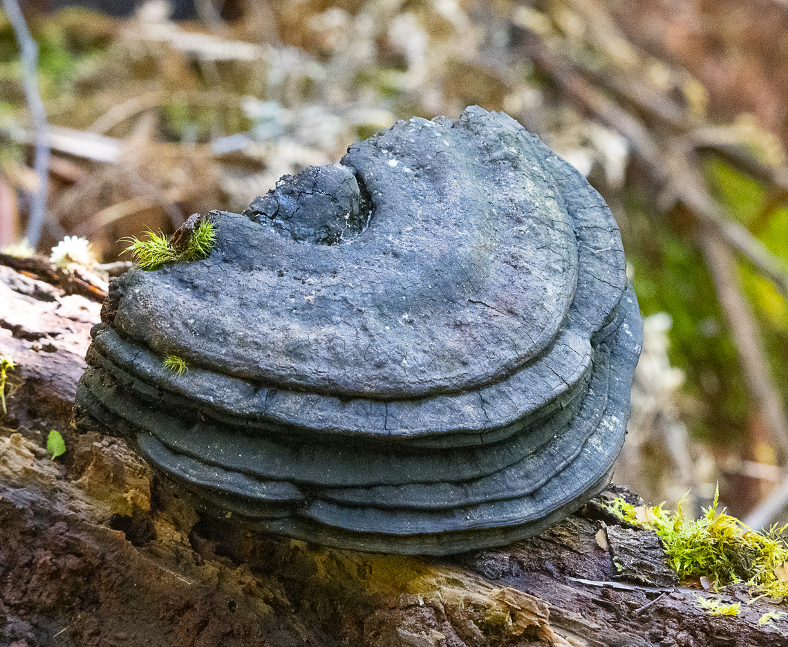 Black Beauty  Australia,Geotagged,Winter