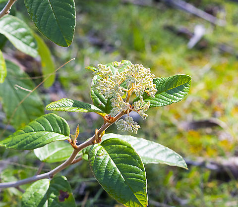 White green  Australia,Geotagged,Winter