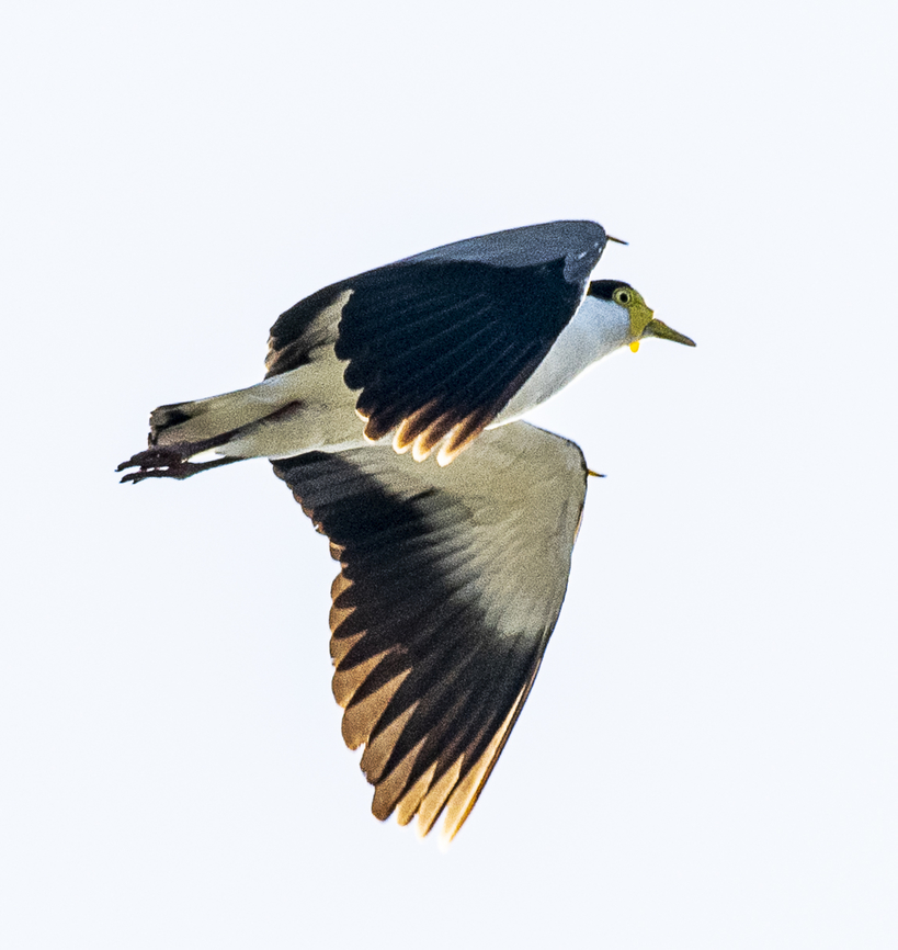 Masked Lapwing - Spurwing Plover Spurs are obvious Australia,Geotagged,Masked lapwing,Vanellus miles,Winter