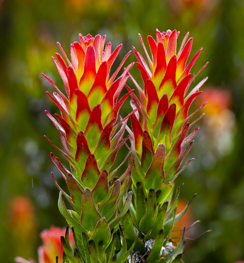Mimetes cucullatus Endemic to South Africa Australia,Geotagged,Mimetes capitulatus,Mimetes cucullatus,Spring,mimetes cal,mimetes cucullatus