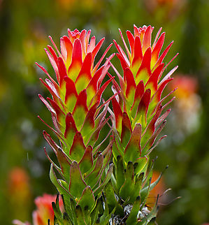 Mimetes cucullatus Endemic to South Africa Australia,Geotagged,Mimetes capitulatus,Mimetes cucullatus,Spring,mimetes cal,mimetes cucullatus